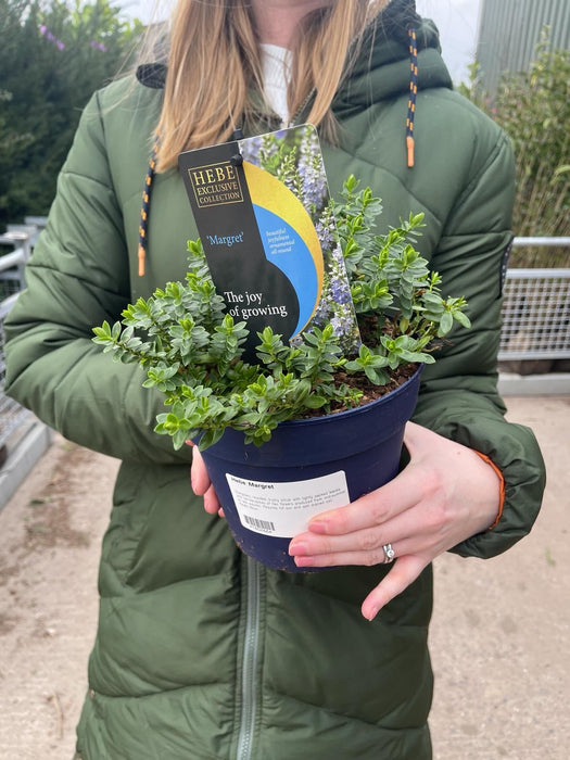 Hebe Toparia 2 Litre Pot