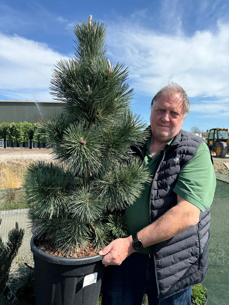 Pinus thunbergii 'Thunderhead' 30 Litre Pot