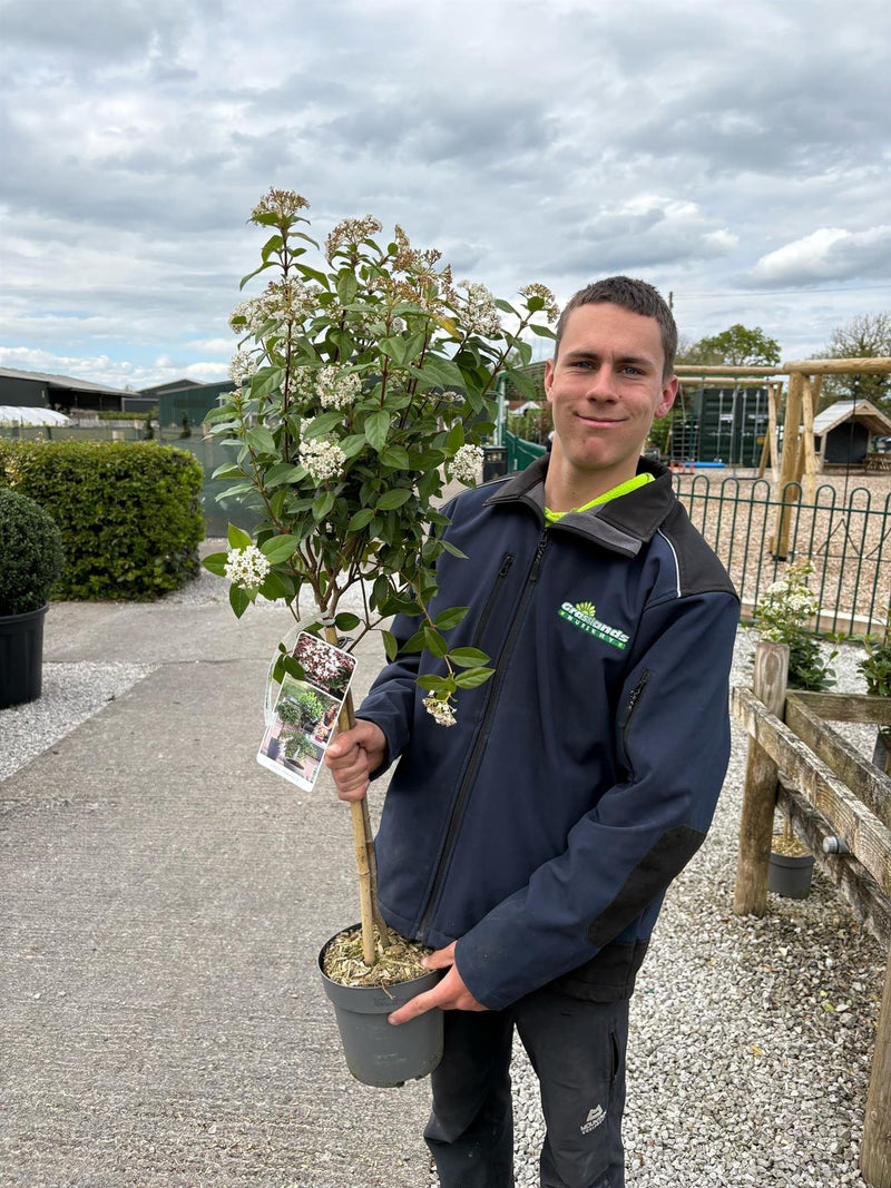 Viburnum Tinus 1/4 Standard 3 Litre Pot 50cm Stem