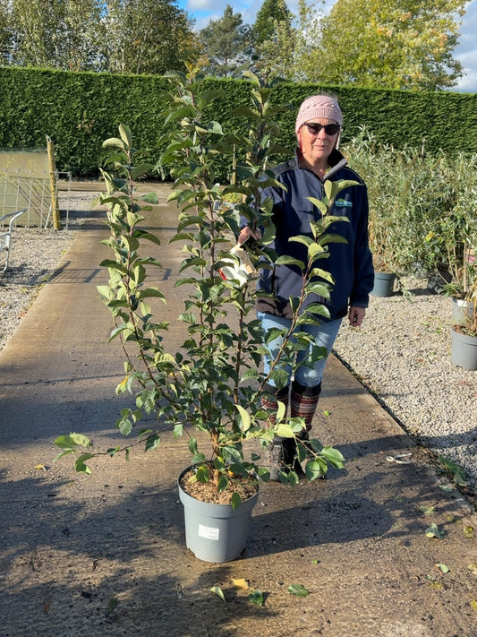 Malus Everest 12 Litre Pot 125/150cm