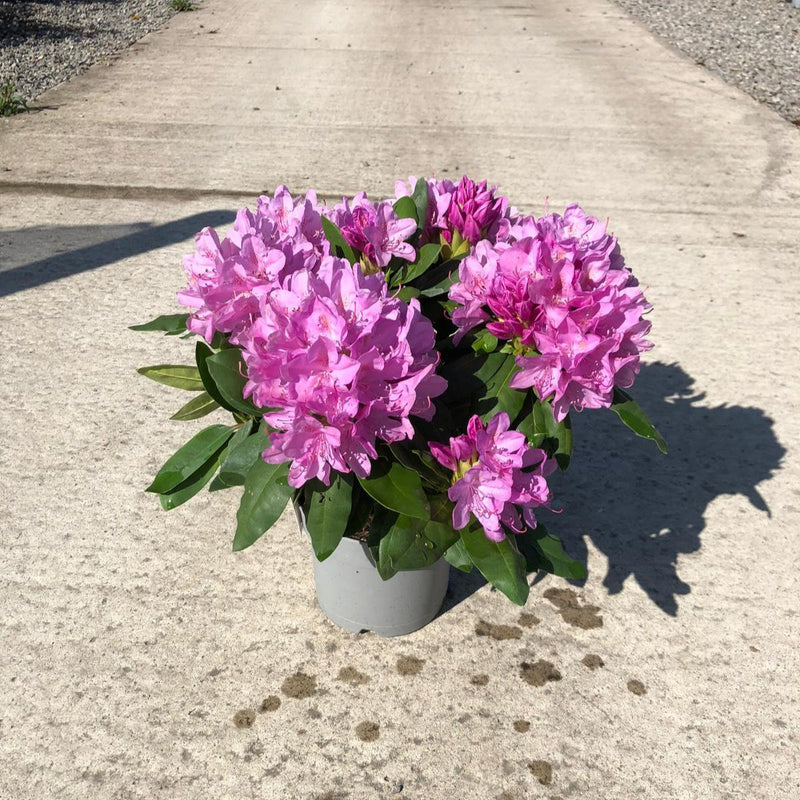 Rhododendron Hybrid Roseum Elegans 5 Litre Pot — Grasslands Nursery