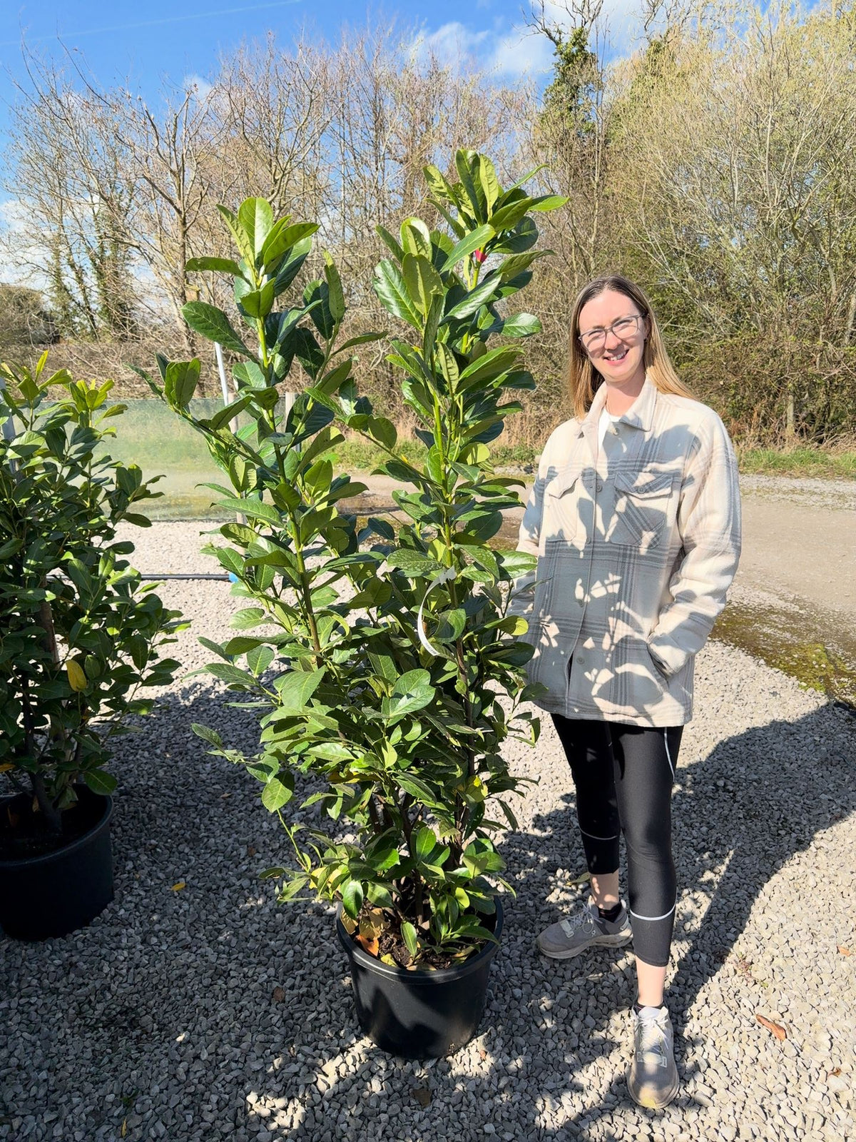 Cherry Laurel, Laurel Hedging,160-180cm 30 Litre Pot