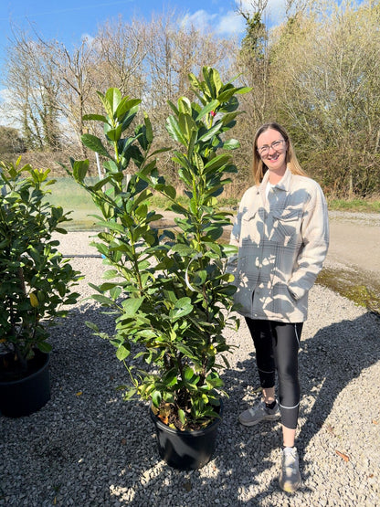 Cherry Laurel, Laurel Hedging,160-180cm 30 Litre Pot