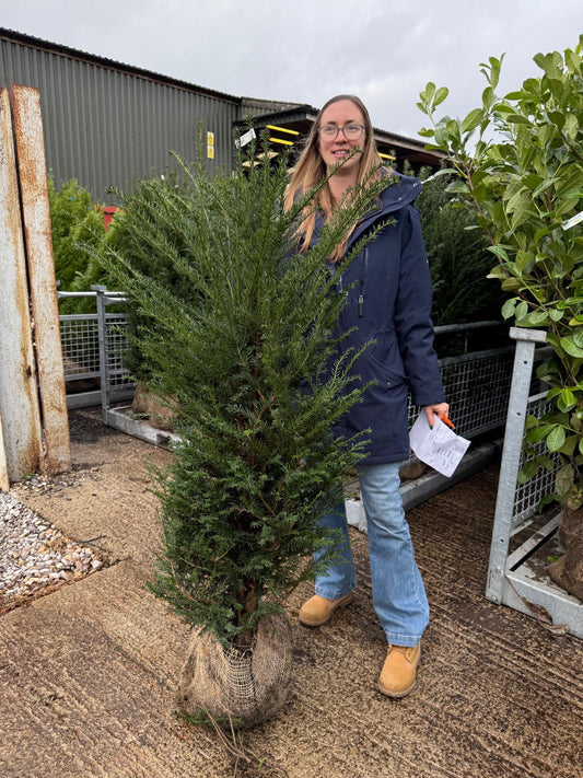 Big Deal Yew Hedging 120/140cm Root Ball x 20 Delivery October