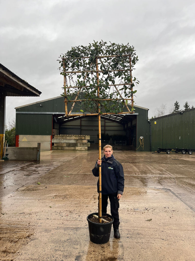 Photinia Red Robin Pleached Standard 8/10 Girth 190cm ST 100x120cm