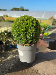 Buxus Ball 5 Litre Pot 25-30cm