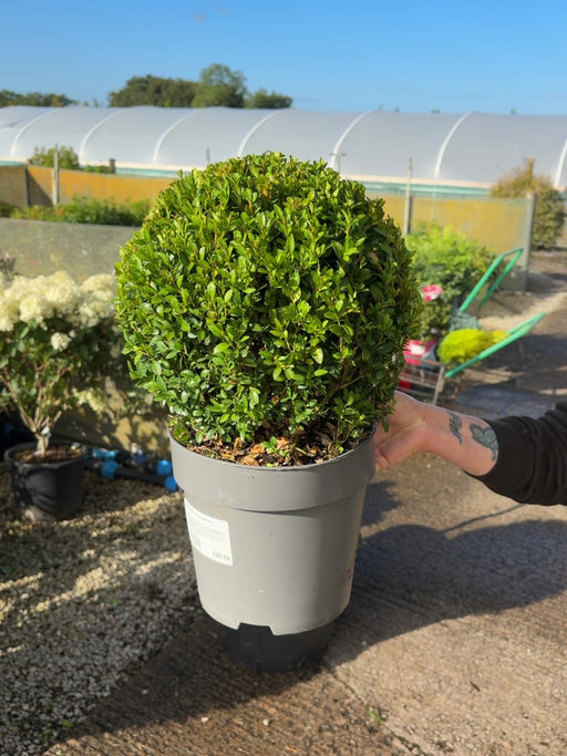 Buxus Ball 5 Litre Pot 25-30cm