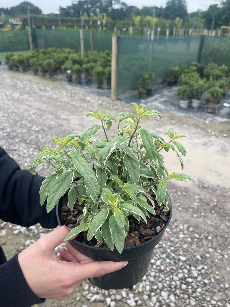 Caryopteris White Suprise 3 Litre Pot