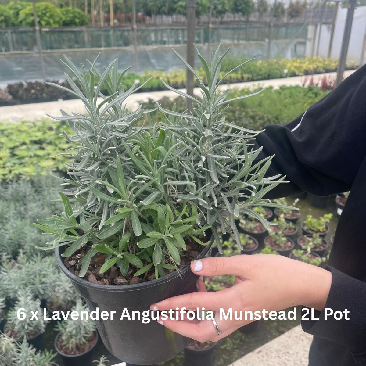 42 x Shrub Mix Border Pack