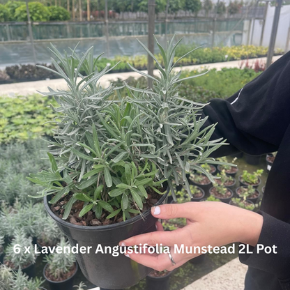 42 x Shrub Mix Border Pack