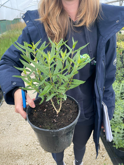 Caryopteris Kew Blue 3 Litre Pot