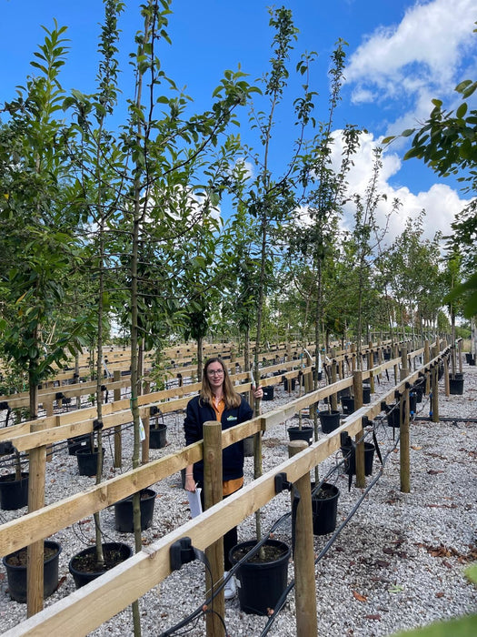 Malus Red Sentinel Heavy Standard 8/10cm Girth Order For June