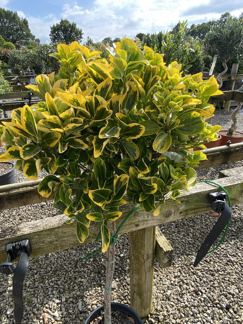 Euonymus japonicus Aurea 7 Litre 1/4 Standard