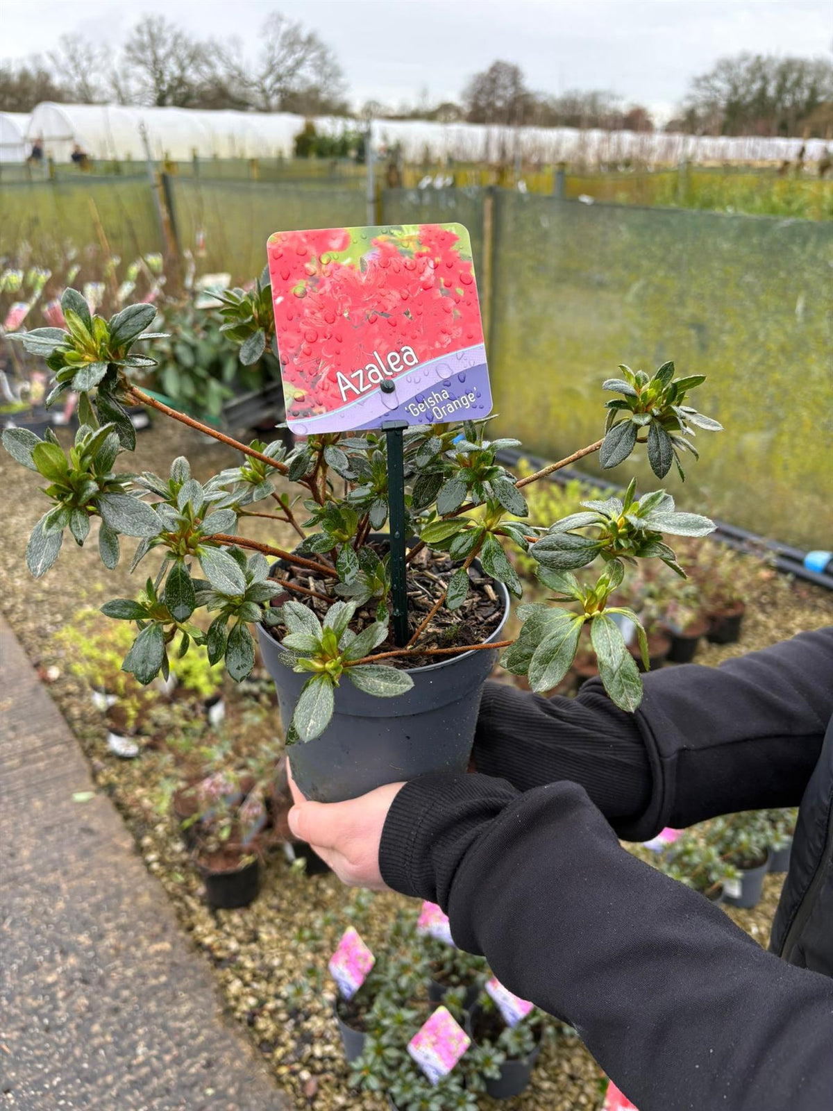 Azalea Japonica Geisha Orange 1.5 Litre Pot