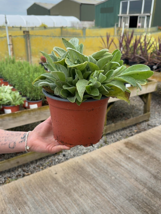 Stachys Lanata 2 Litre Pot