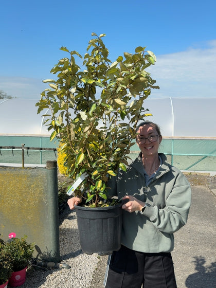 Elaeagnus Ebbingei Limelight 9 Litre Pot 80-100cm