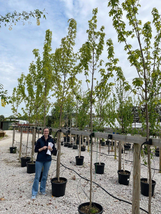 Acer Freemanii Standard 8-10cm Girth Order For June