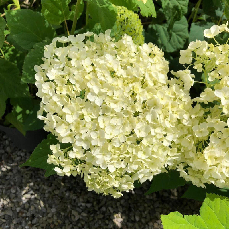 Hydrangea arborescens Annabelle 7.5 Litre Pot