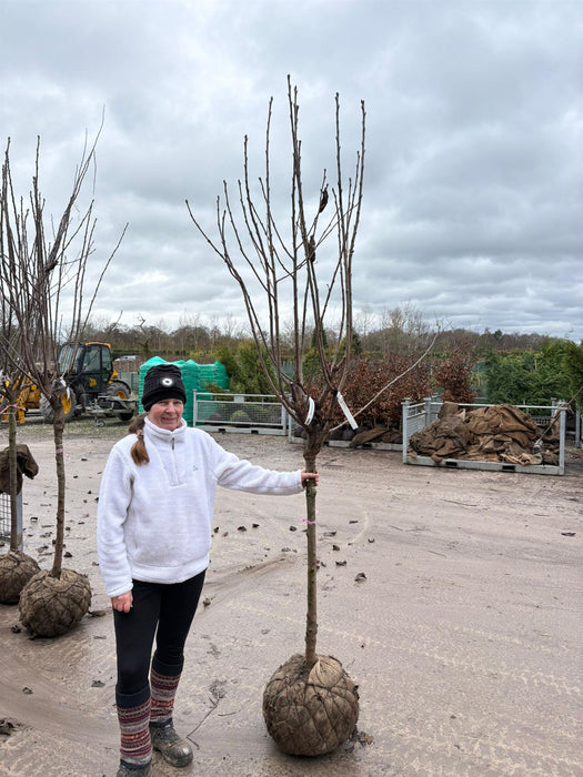 Cherry Regina Heavy Half Standard 12/14cm Girth Pre Order/Ready For June