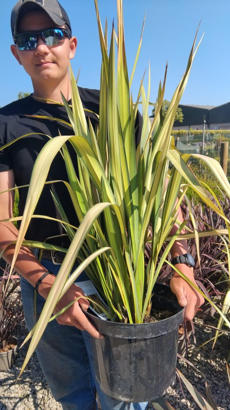 Phormium Apricot Queen 10 Litre Pot