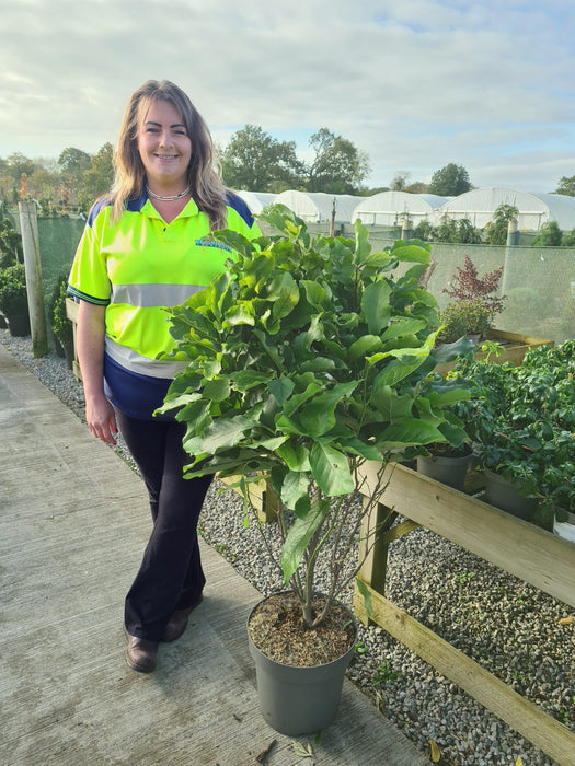 Magnolia Susan 12 Litre Pot 80/100cm