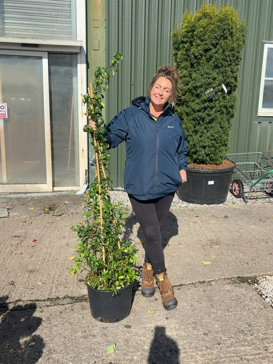 Chaenomeles speciosa Cameo 20 Litre Pot 100/125cm