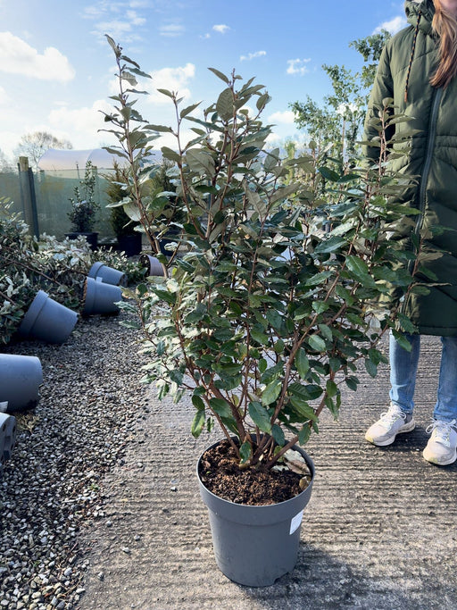 Elaeagnus x ebb. Compacta 12 Litre Pot 80/100cm
