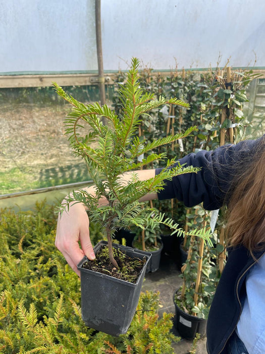 Yew Hedging (Taxus) Tiny T 0.5 Litre Pot Delivery March