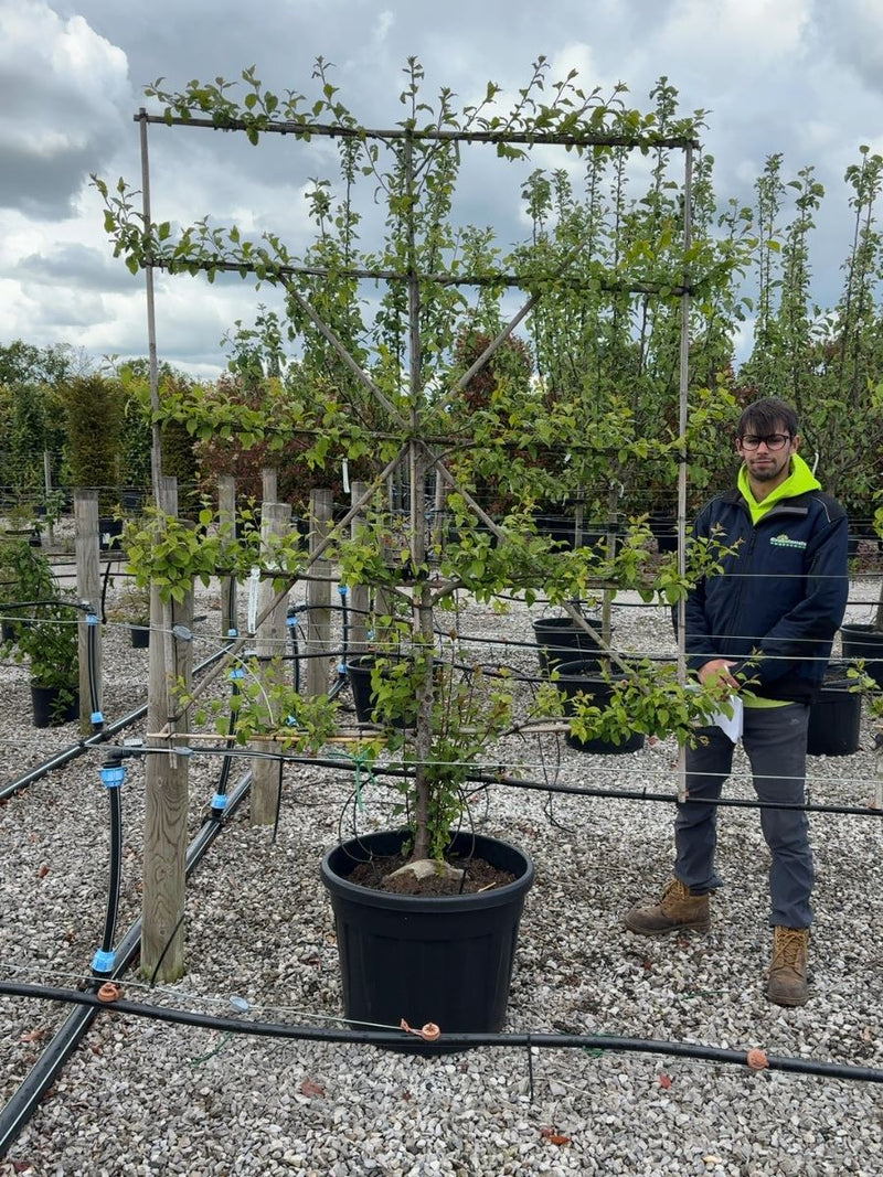 Plum Victoria  Espalier Pleached, 150cm Wide, 180cm Tall. 5 Tiers