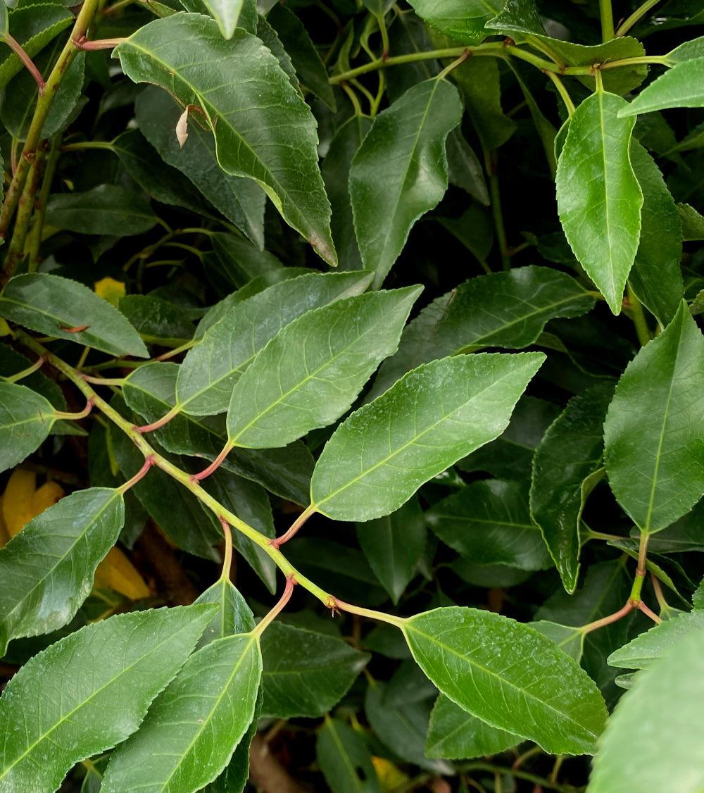Portuguese Laurel Hedging 11 cm Pot