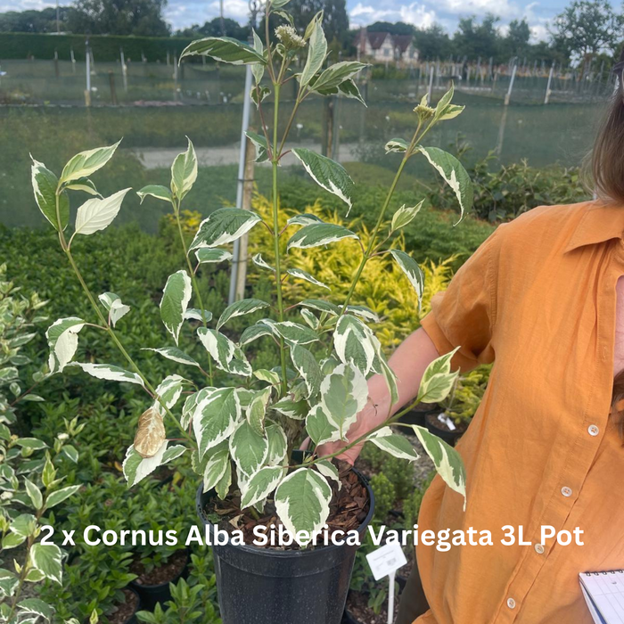 12 x Winter Colour Border Pack