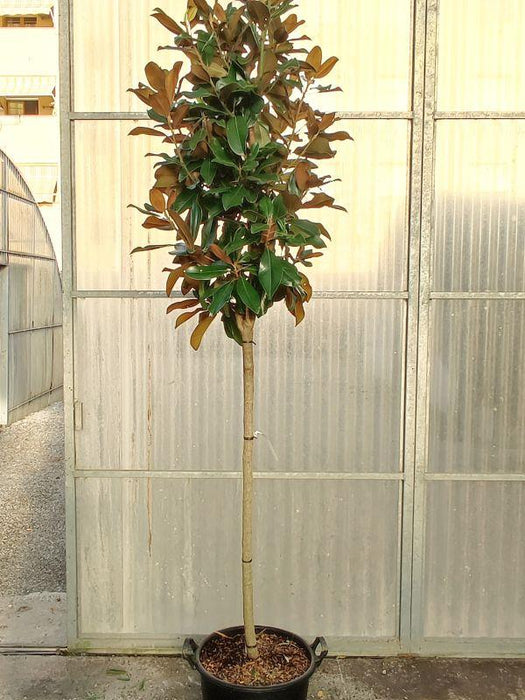 Magnolia Grandiflora Goliath 35 Litre Pot Half Standard