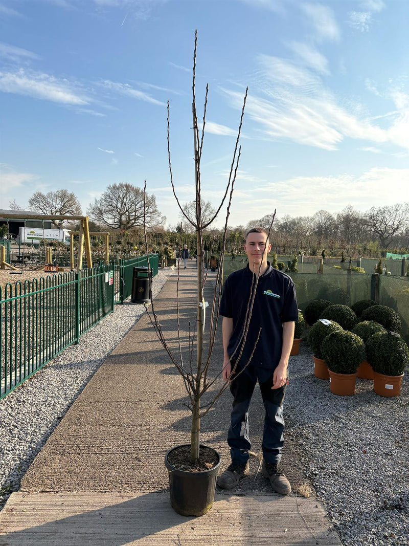 Apple James Grieves 18 Litre Pot