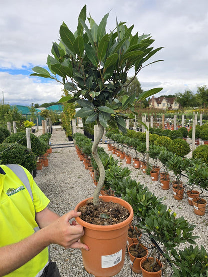 Laurus Nobilis 1/4 Standard Spiral Stem