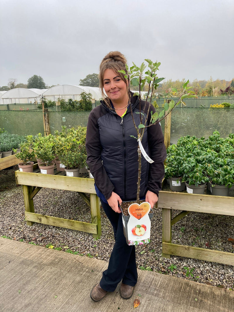 Apple Cox's Orange Pippin 5 Litre Pot Patio Fruit