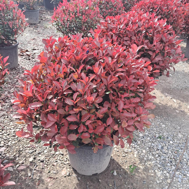Photinia Little Red Robin Ball 30-40cm 9 Litre Pot