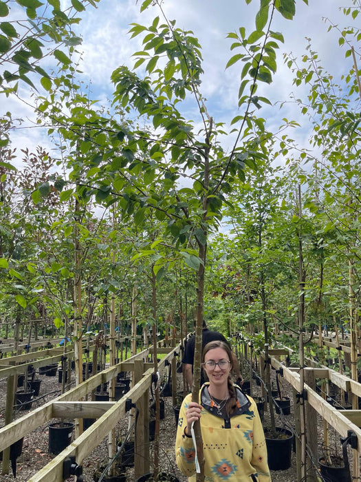 Prunus m. Amber Beauty 8-10cm Girth