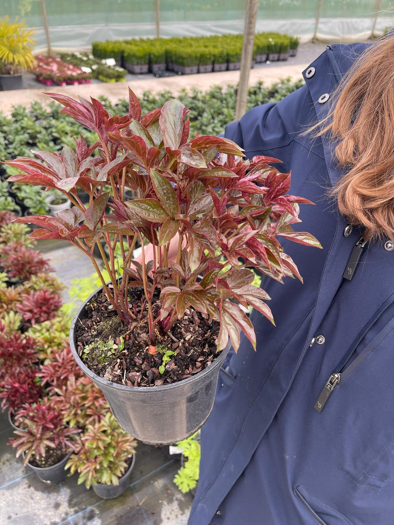 Paeonia Nymphe 3 Litre Pot