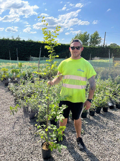 Hornbeam Carpinus Betulus 125/150 cm 3 Litre Pot Grown