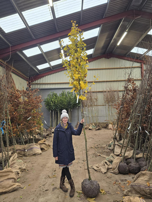 Pyrus Chanticleer Extra Heavy Std 10-12cm Girth