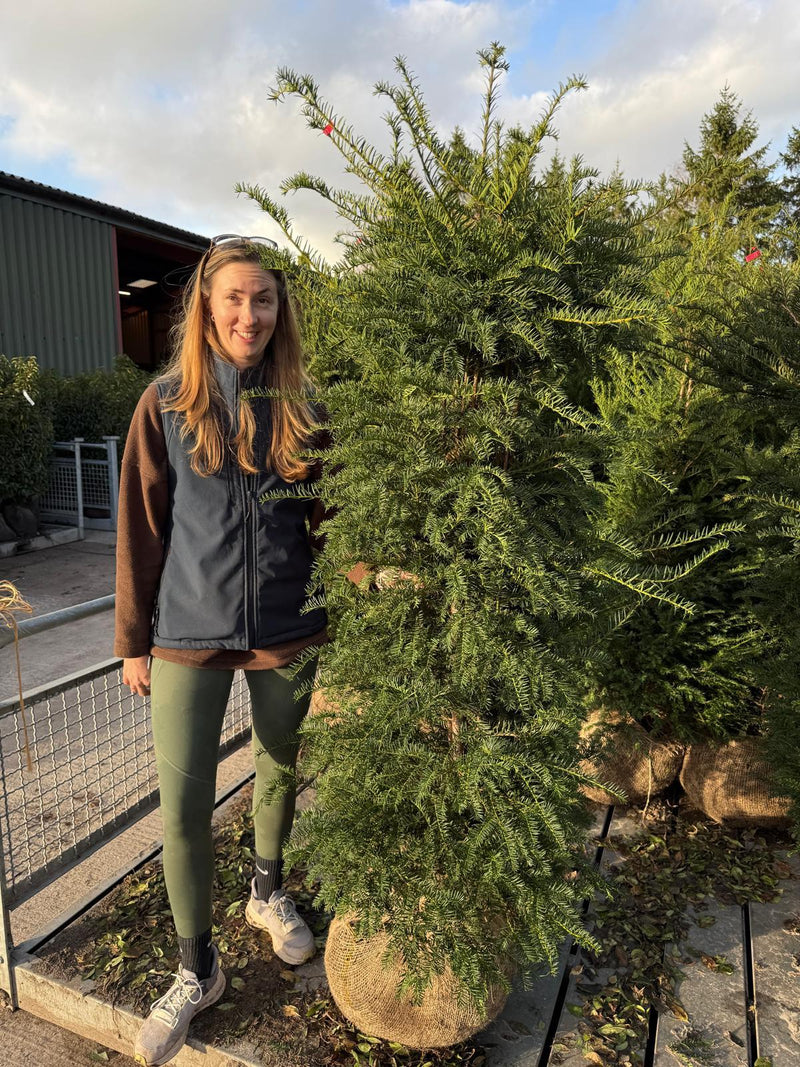 Yew Hedging 150/175cm Extra Wide 55 Litre Pot