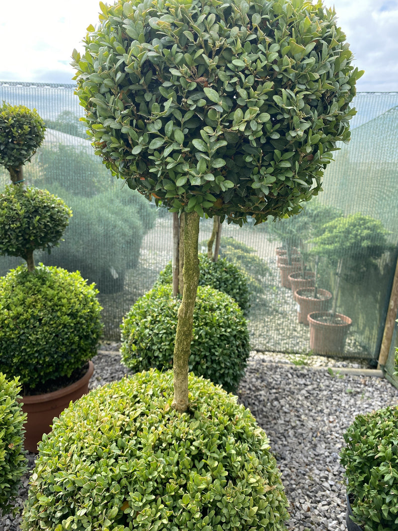 Buxus Sempervirens Duo-Ball Stack 70-80cm 7.5 Litre Pot