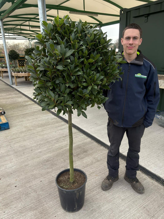 Laurus Nobilis 1/2 Std 20 Litre Pot 80cm Stem  70/75cm Head