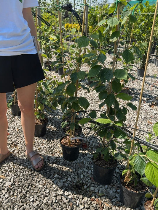 Hamamelis mollis 'Pallida' - Chinese Witch Hazel 3 Litre Pot
