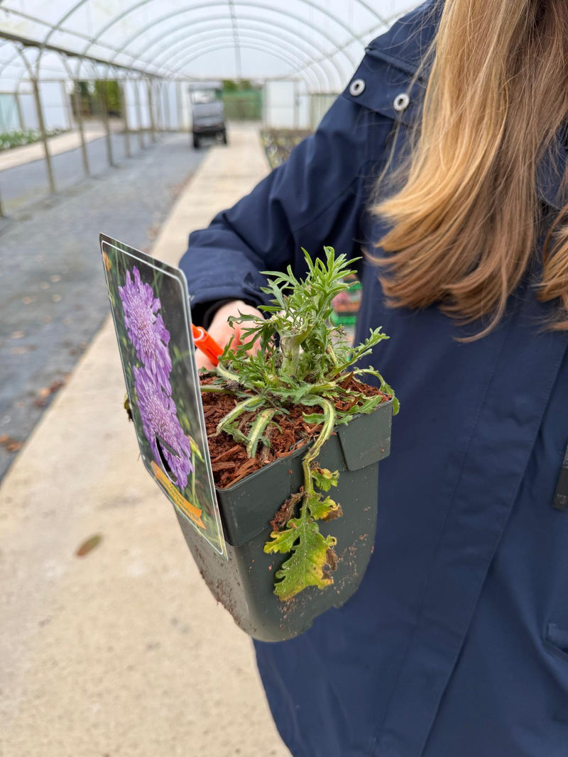 Scabiosa Columbaria Butterfly Blue 11cm Pot