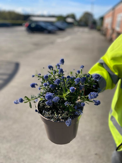 Ceanothus Blue Mound 2 Litre Pot