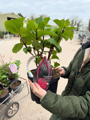 Hydrangea Macrophylla Black Steel Pink 5 Litre Pot