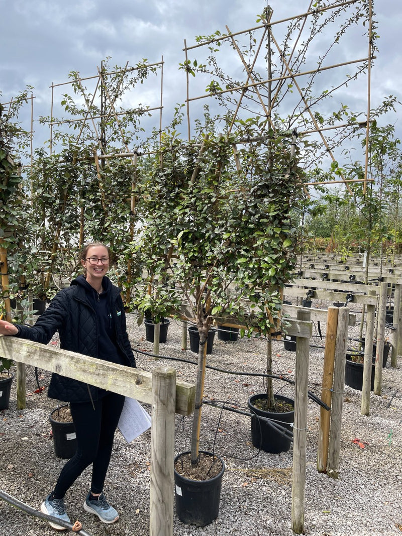 Elaeagnus Compacta Pleached Half Standard