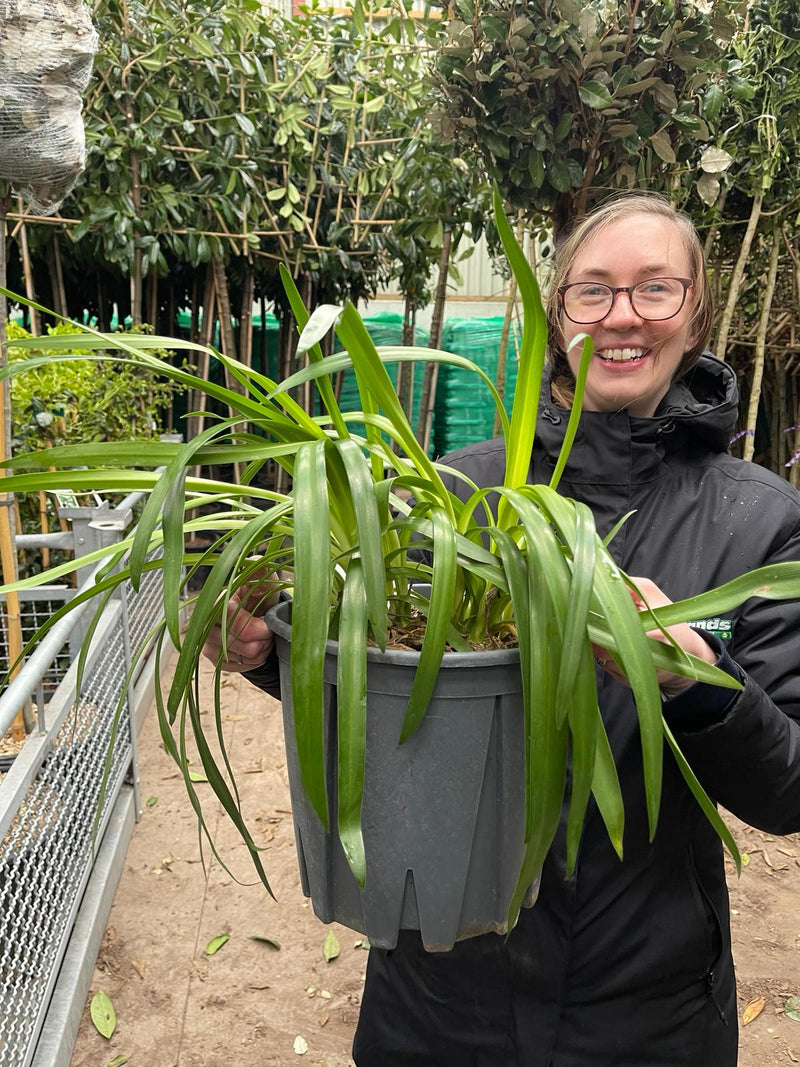 Agapanthus Ever Sapphire 9 Litre Pot
