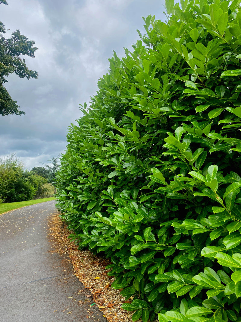 Laurel Hedging Cherry Laurels 12 Litre Pot 140/150cm